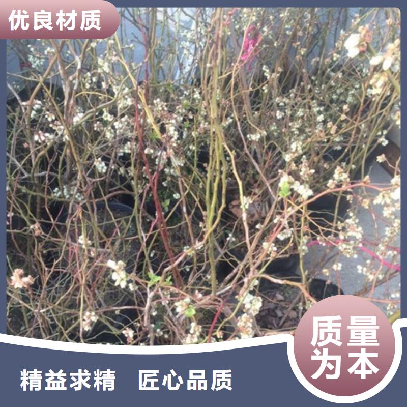 蓝莓苗梨树苗大厂家实力看得见实拍品质保障