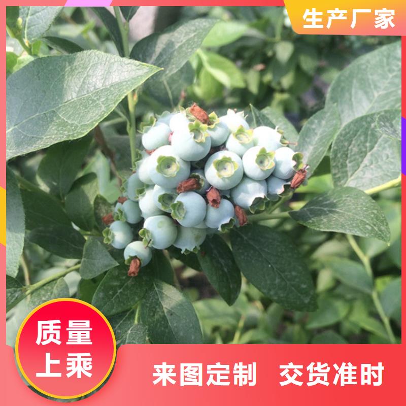 ​【蓝莓苗】无花果苗一致好评产品当地制造商