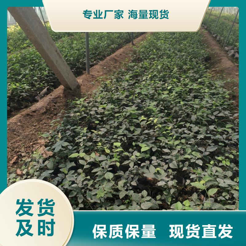 蓝莓苗无花果苗源头厂商生产经验丰富