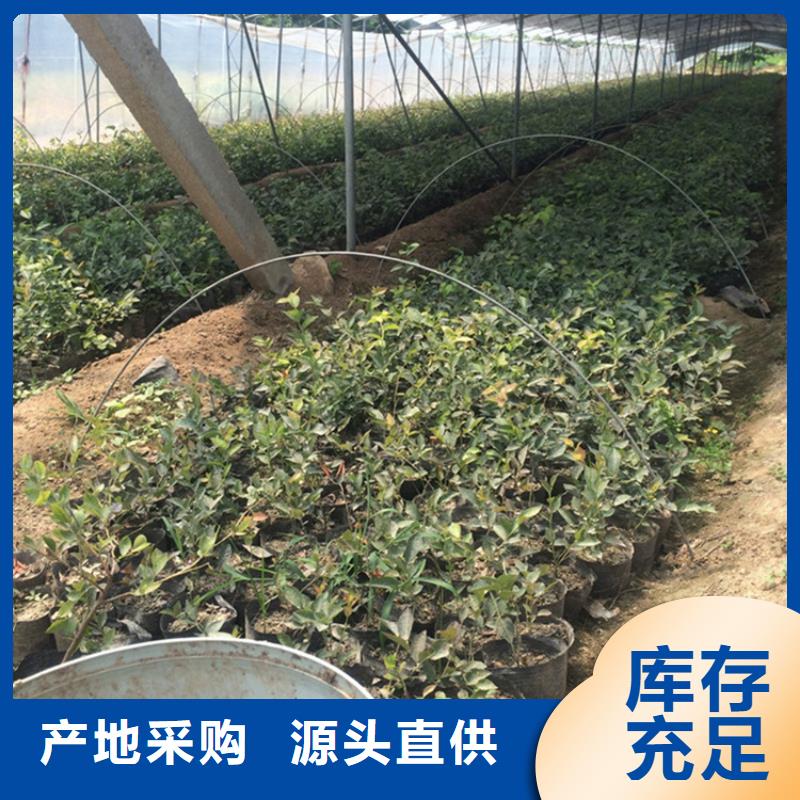 蓝莓苗用心制造源头厂家