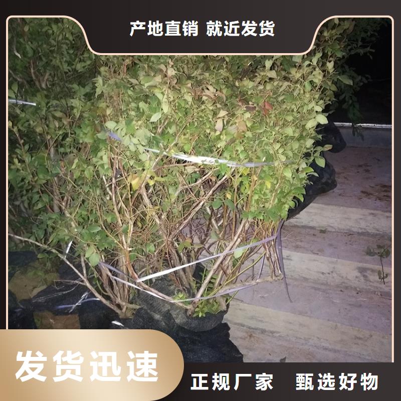 蓝莓苗梨树苗工厂直供现货直供