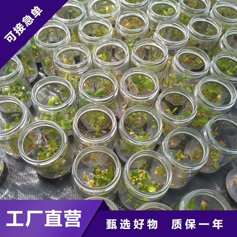 蓝莓苗苹果苗质量三包就近发货