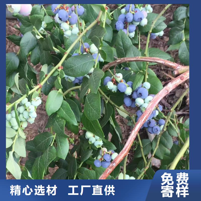 蓝莓苗梨树苗甄选好厂家供应采购