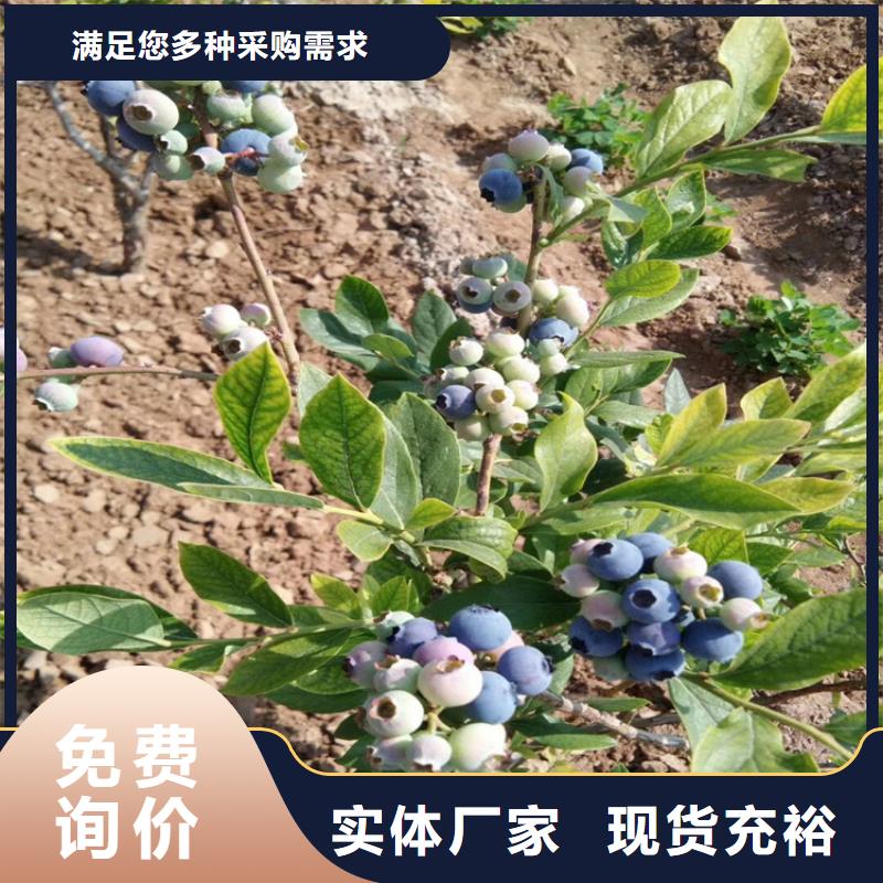 蓝莓苗-苹果苗质量牢靠<当地>公司