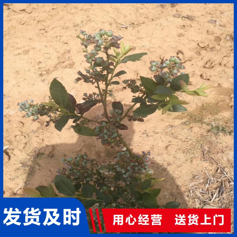 蓝莓苗【草莓苗】大厂生产品质当地经销商