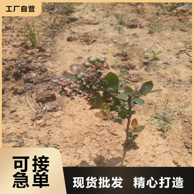 【蓝莓苗,苹果苗大品牌值得信赖】生产型