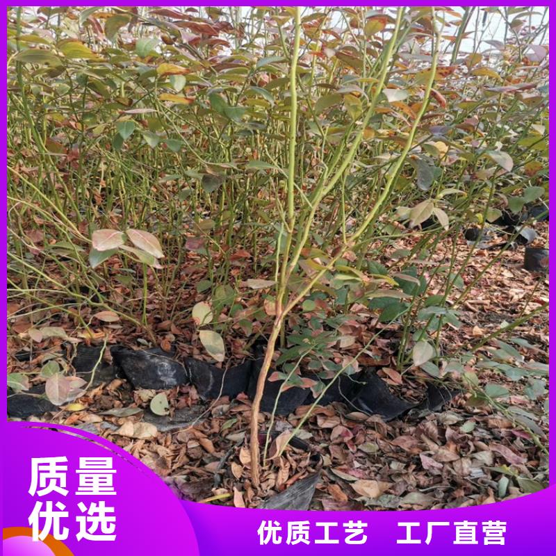 蓝莓苗无花果苗满足客户需求产品细节参数