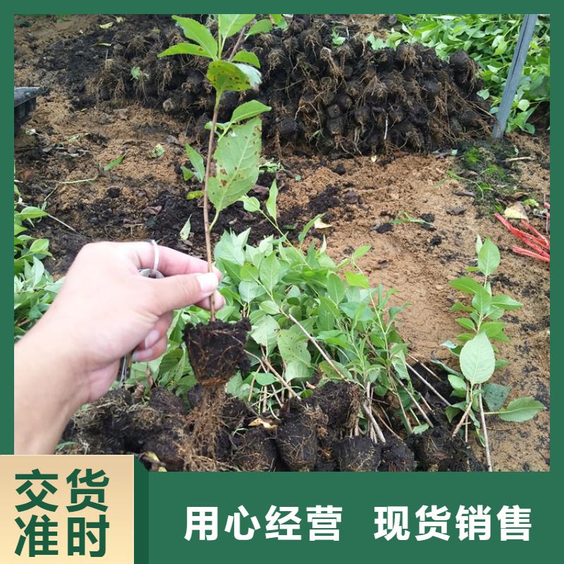 【樱桃苹果苗种类多质量好】有实力有经验