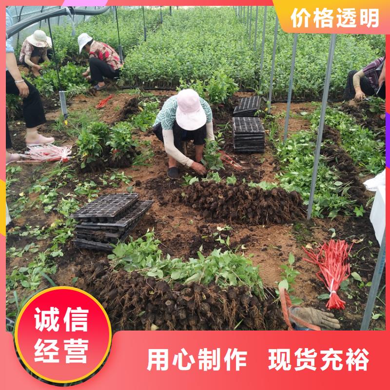 樱桃苹果苗重信誉厂家严选用料