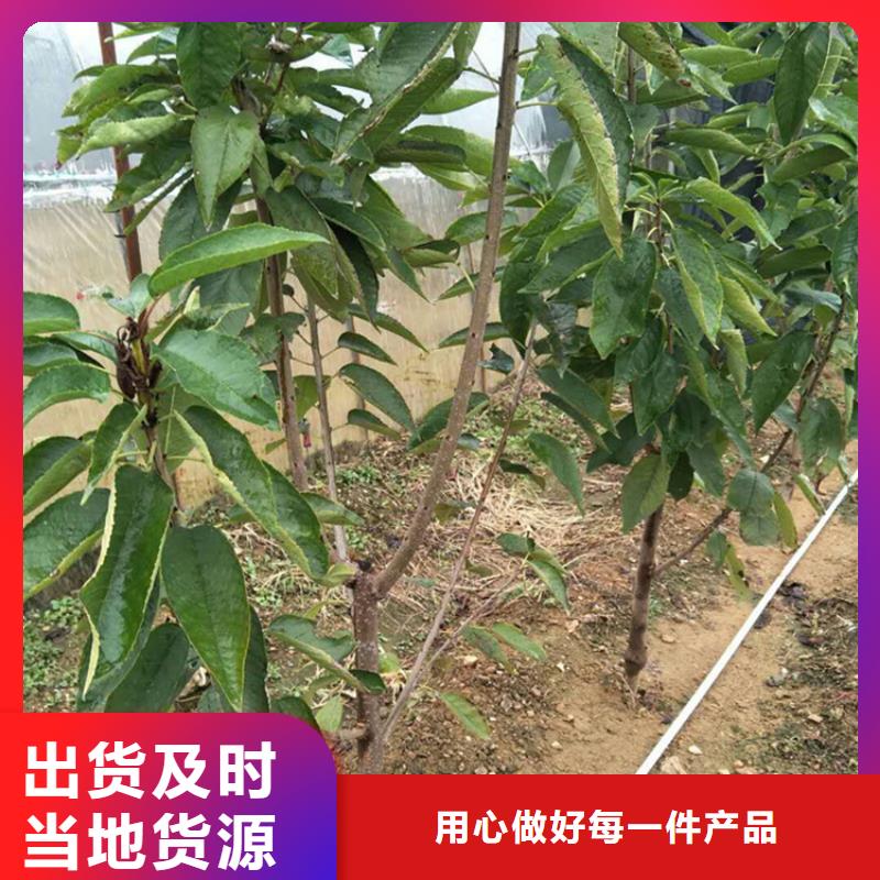 【樱桃】苹果苗用途广泛产地源头好货