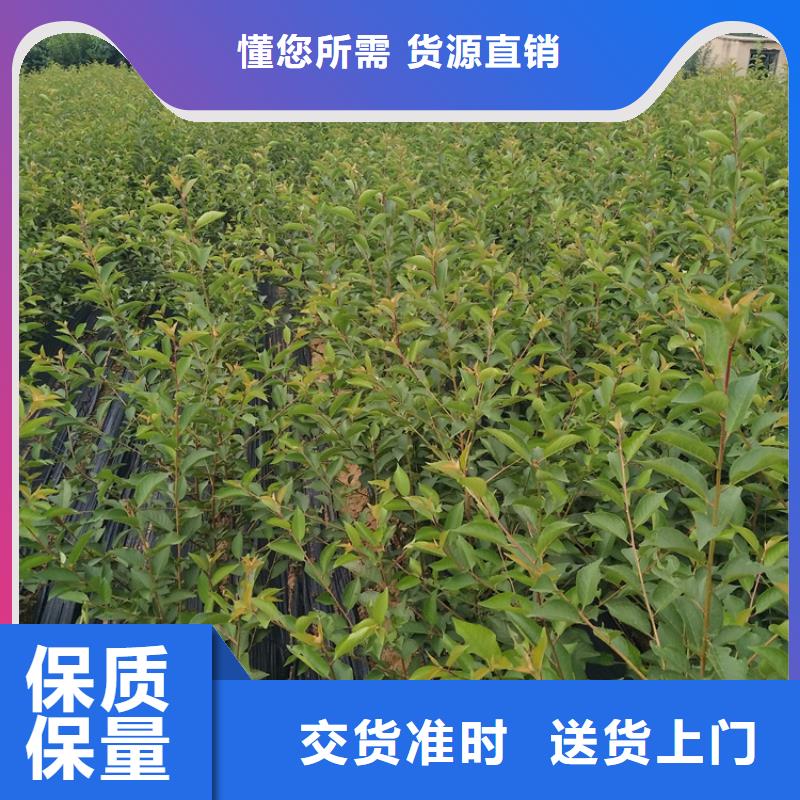 【石榴-草莓苗支持定制批发】附近生产商