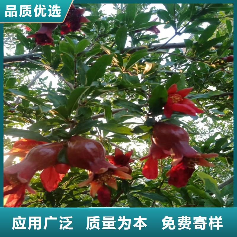 【石榴苹果苗订购】当地经销商