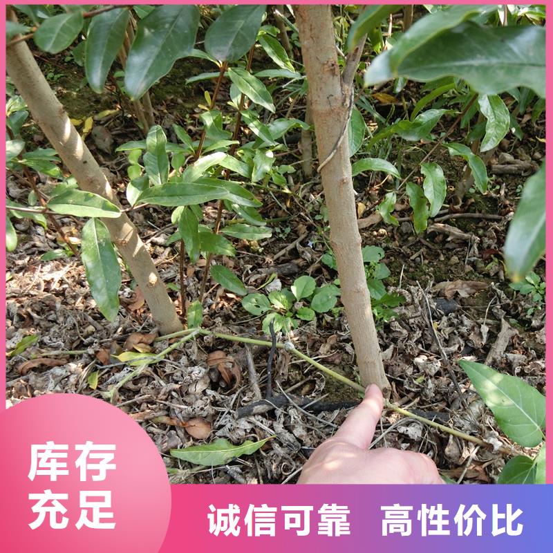 石榴,苹果苗常年供应实体厂家