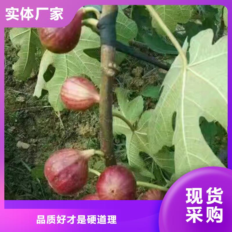 无花果【无花果苗】厂家直营超产品在细节