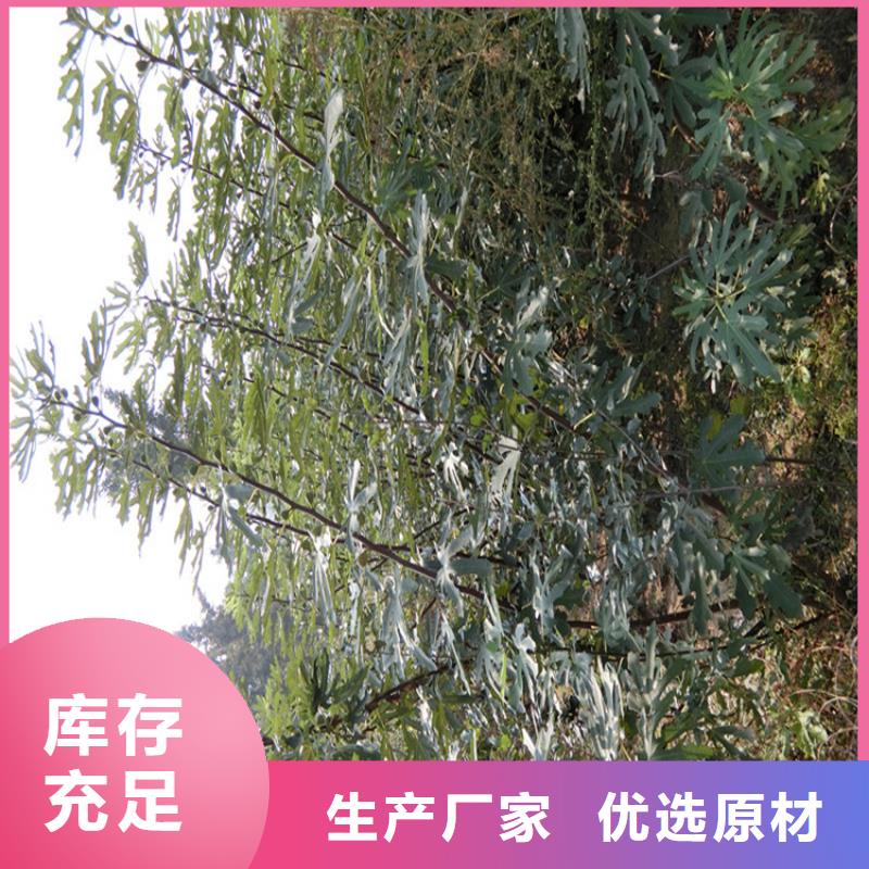 无花果,红颜草莓厂家品控严格附近厂家