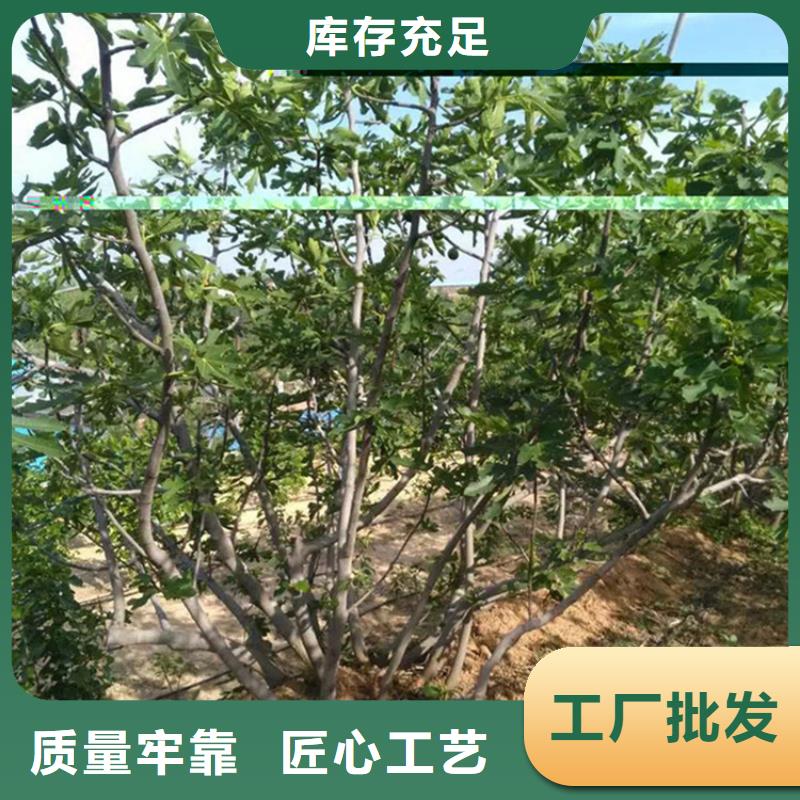 无花果北美冬青颜色尺寸款式定制现货齐全售后无忧