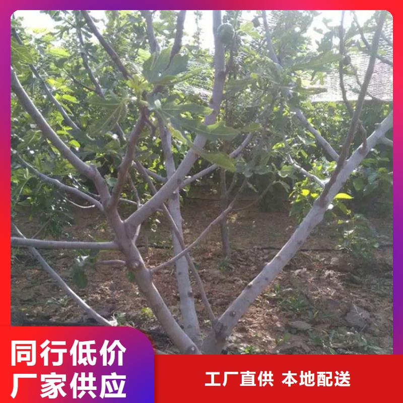 无花果,桃树苗货品齐全本地天博体育网页版登陆链接