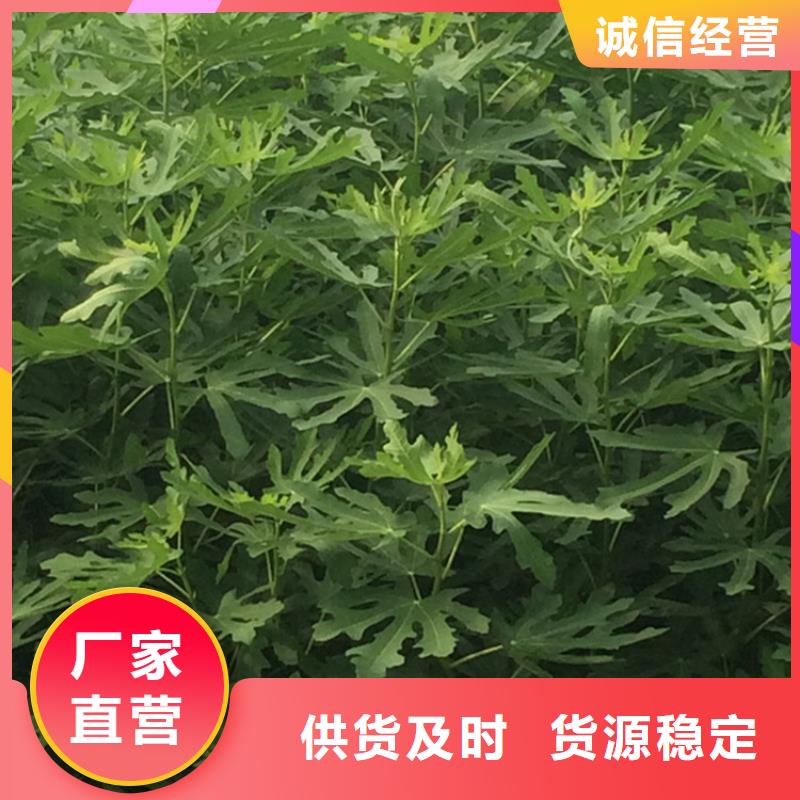 无花果苹果苗货源充足{本地}品牌