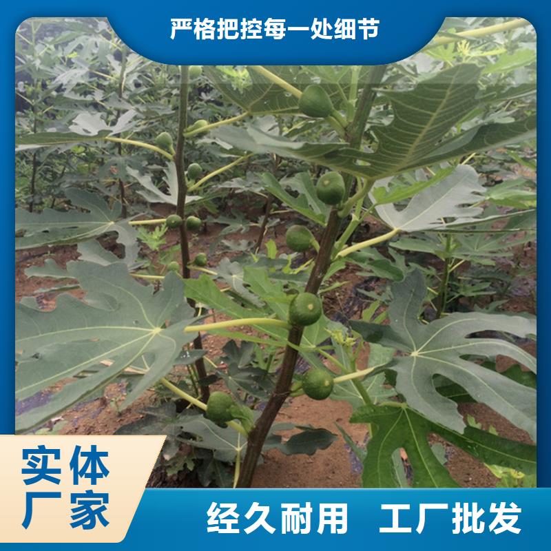 无花果玛瑙红石榴苗做工细致设备齐全支持定制