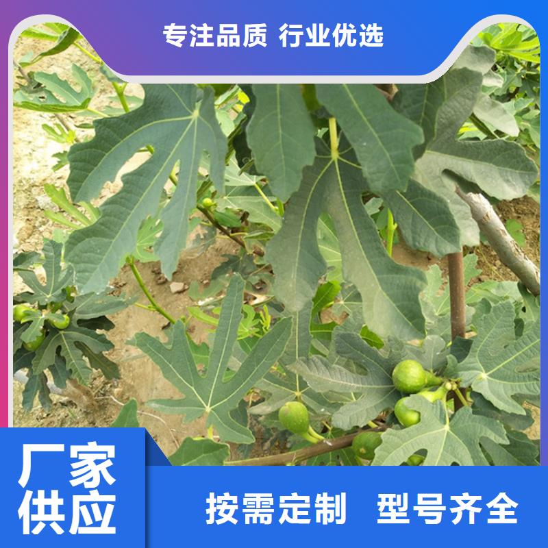 无花果-梨树苗品类齐全用心提升细节