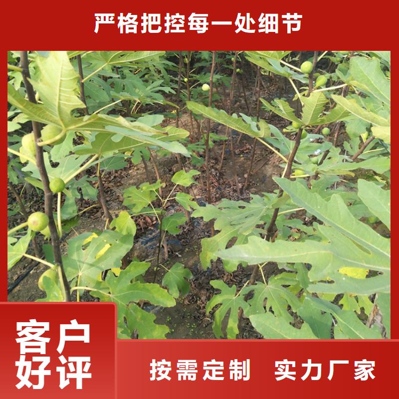 无花果,梨树苗使用方法来图加工定制