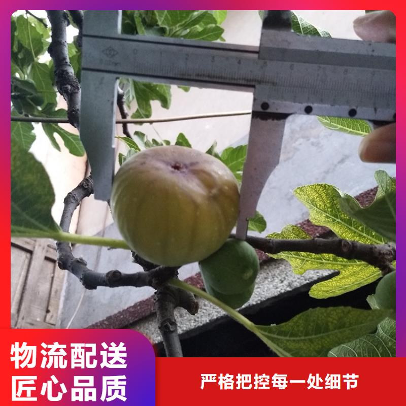 无花果樱桃苗超产品在细节标准工艺