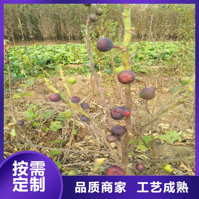 无花果梨树苗专注细节专注品质本地品牌