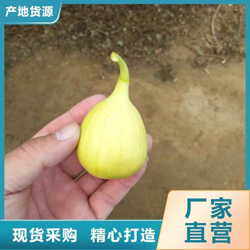 无花果樱桃苗精心打造批发商