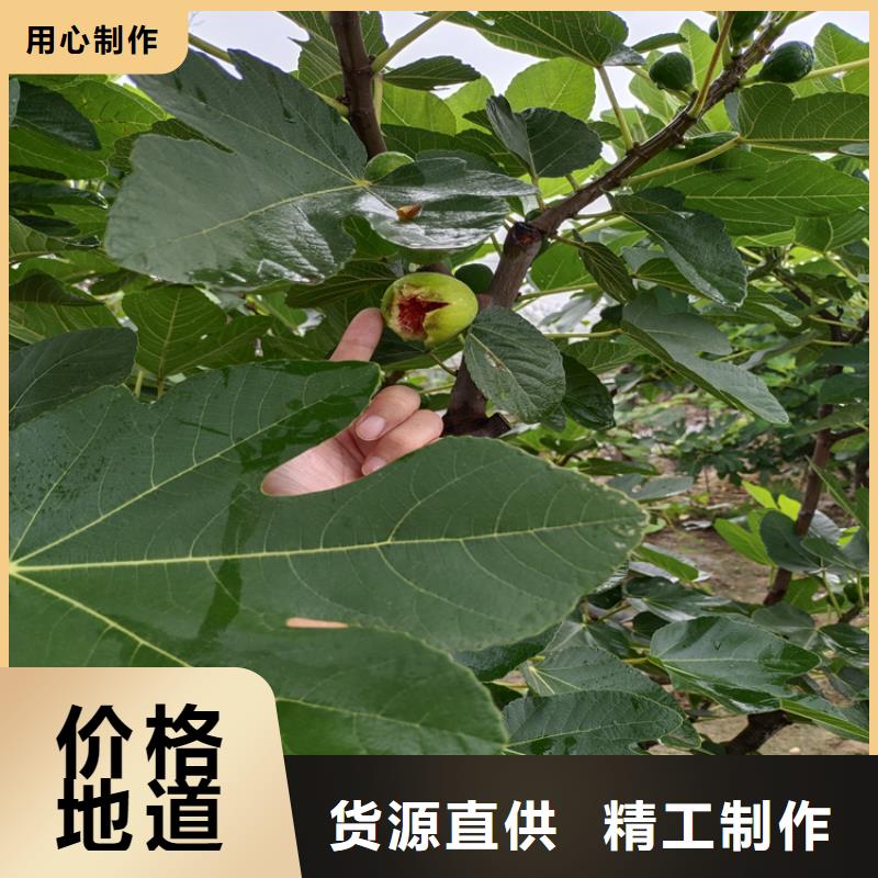 无花果_樱桃苗使用寿命长久<当地>天博体育网页版登陆链接