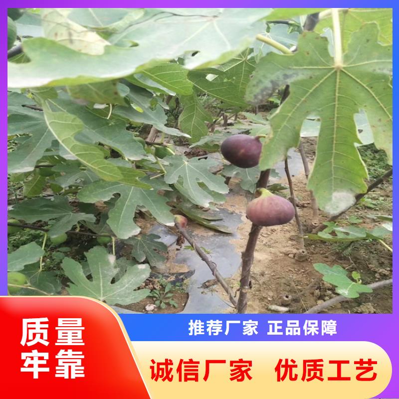 无花果,【蓝莓苗】用心做好细节附近生产商