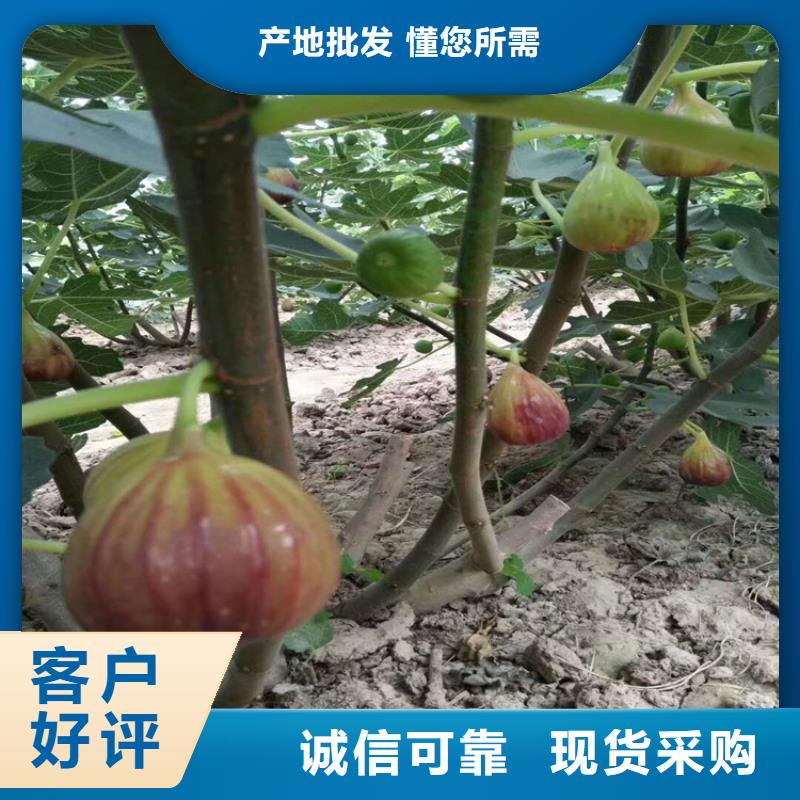 无花果,石榴树买的是放心质量牢靠