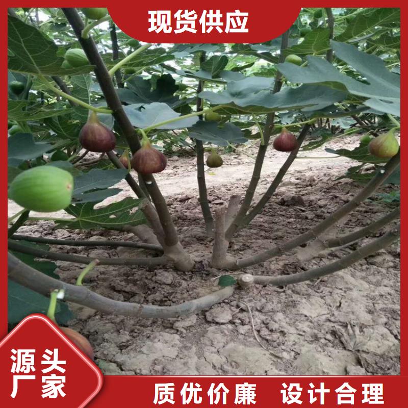 无花果樱桃苗质优价廉附近厂家