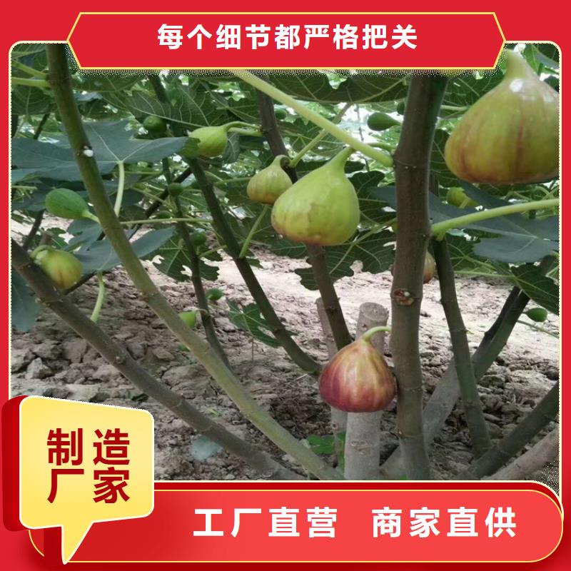 无花果_樱桃苗一手货源{本地}供应商