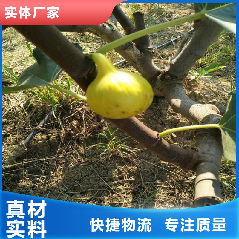 无花果,奶油草莓研发生产销售当地品牌