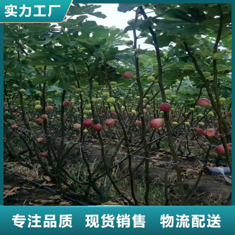 【无花果桃树苗厂家拥有先进的设备】长期供应