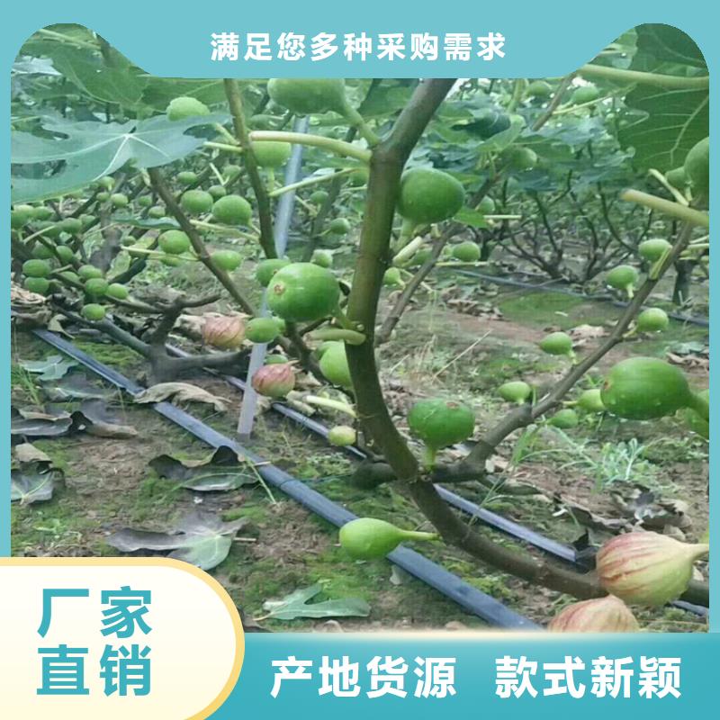 无花果-苹果苗质量为本按需设计