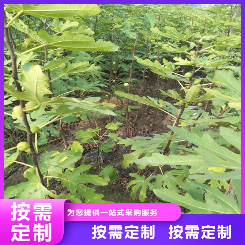 无花果苹果苗用心制作<当地>公司