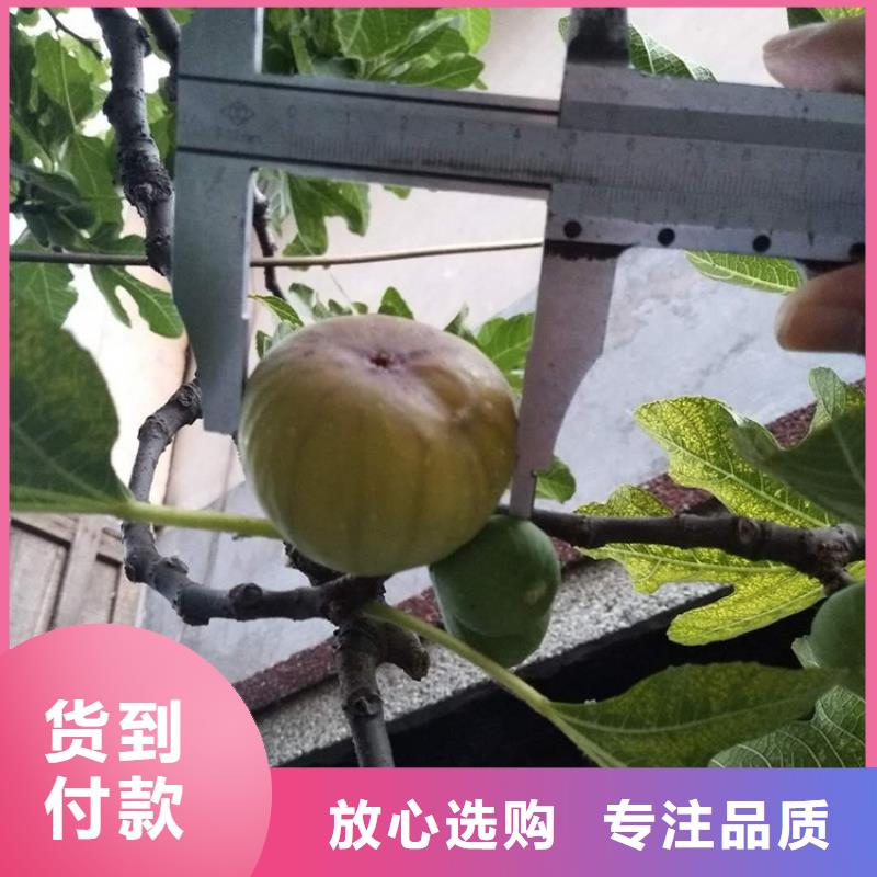 无花果樱桃苗品种全{当地}品牌