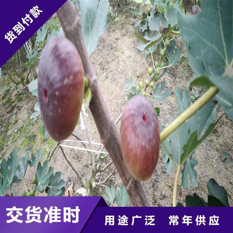 【无花果】樱桃苗现货满足您多种采购需求