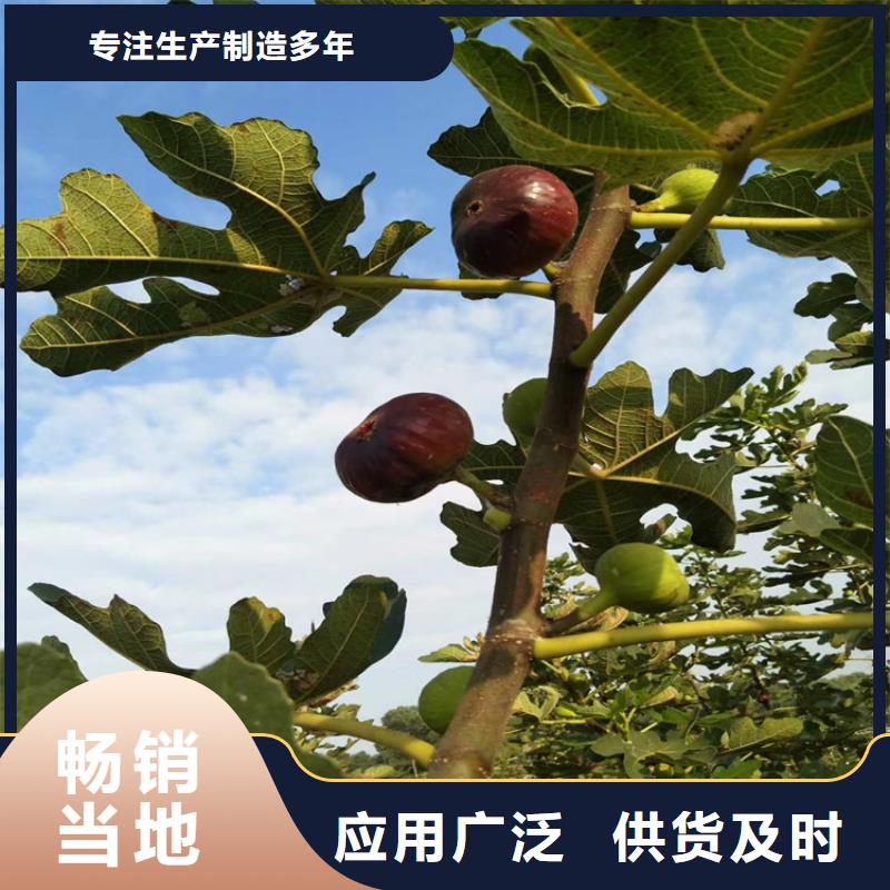 【无花果】西瓜番石榴苗精选厂家好货厂家新品