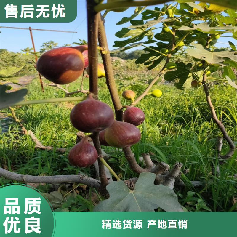 无花果苹果苗诚信厂家本地厂家