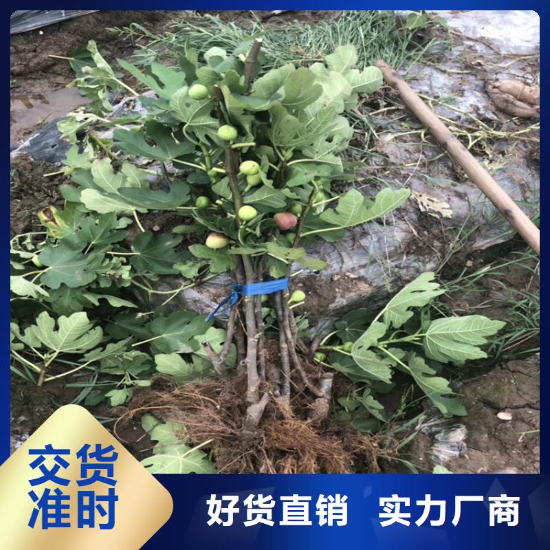 无花果西瓜苗甄选好物{本地}公司