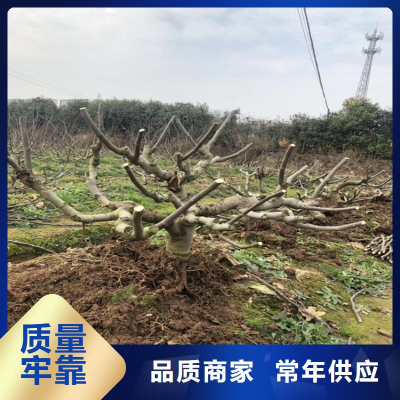 无花果_樱桃苗定制定做质量优价格低