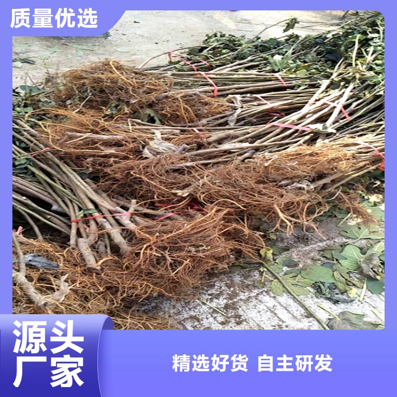 无花果樱桃苗详细参数按需定做