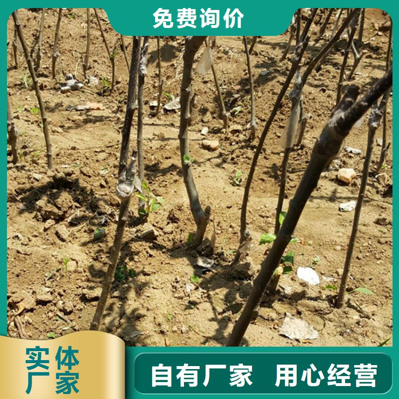 苹果樱桃苗真正让利给买家高品质现货销售