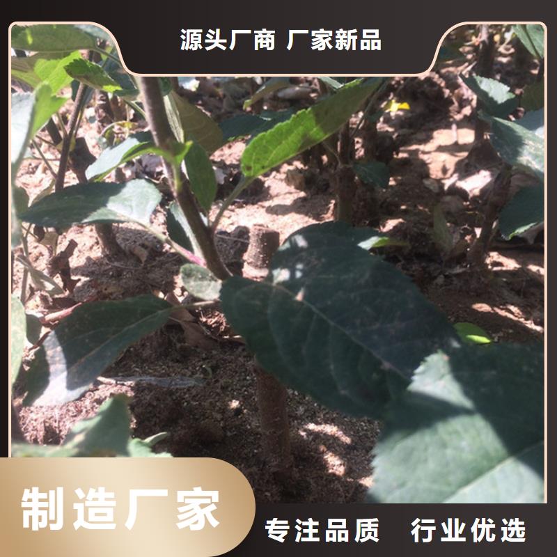 苹果,奶油草莓品质不将就品质商家