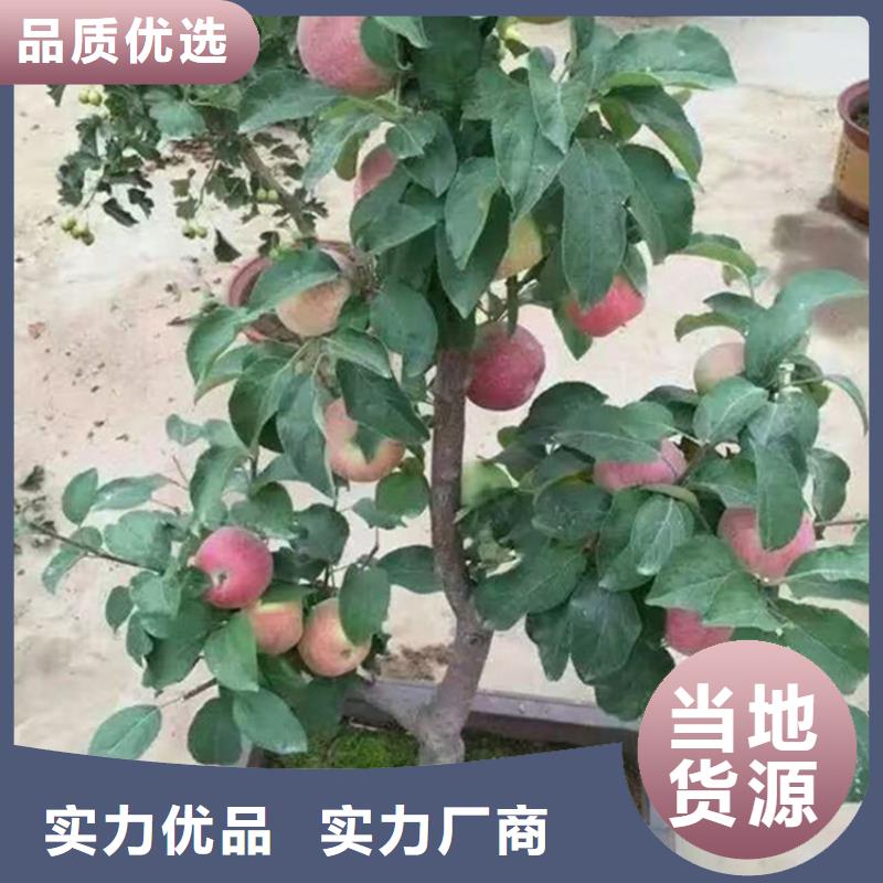 苹果苹果苗多行业适用价格低