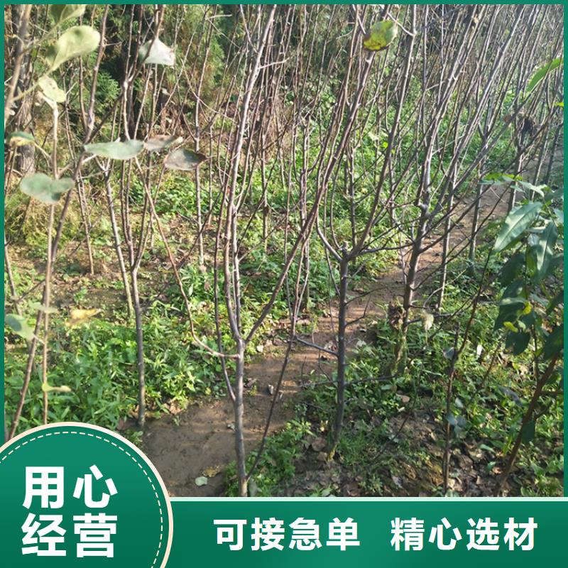 苹果_樱桃苗匠心制造产地直供