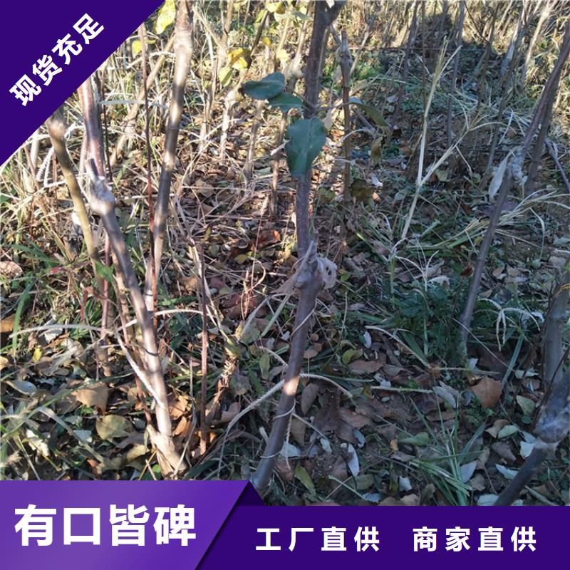 苹果,【【蓝莓苗】】材质实在购买的是放心