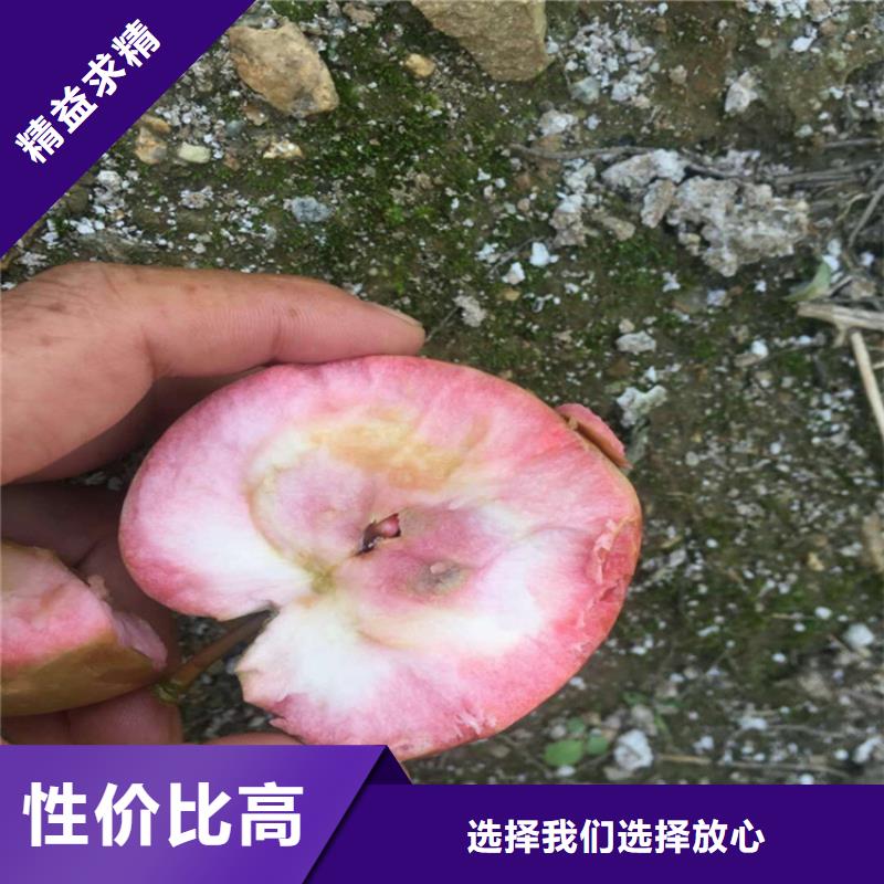 苹果_西瓜番石榴苗本地厂家值得信赖量大从优